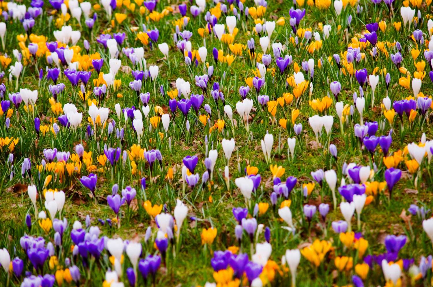 Mélange de crocus 'Favorites'